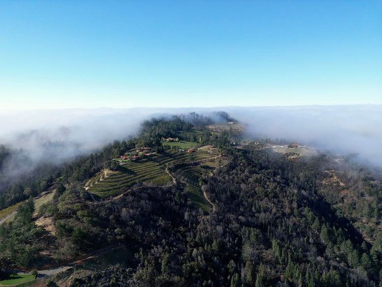 Barnett Vineyards